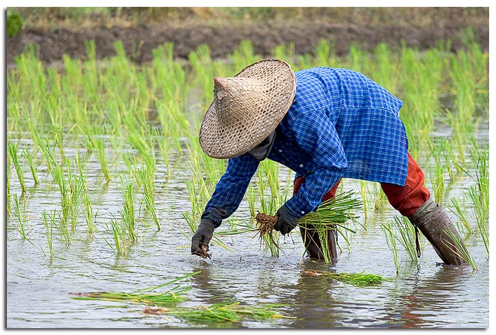 Planting Rice IV